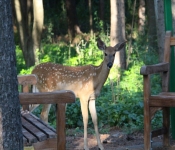 Westwood2013 Deer 055